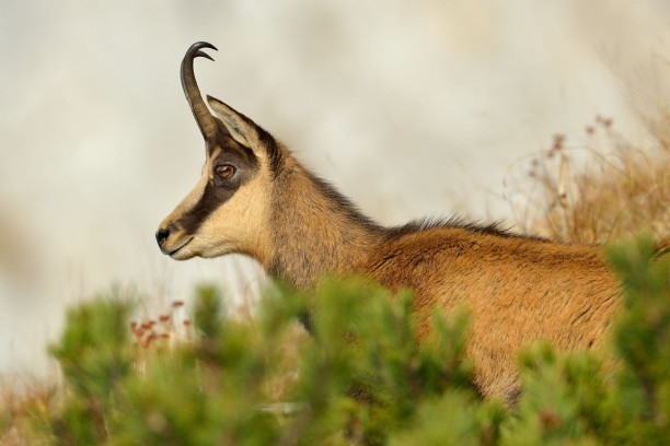 Die unberührte Natur mit der faszinierenden Tierwelt in Kleinarl